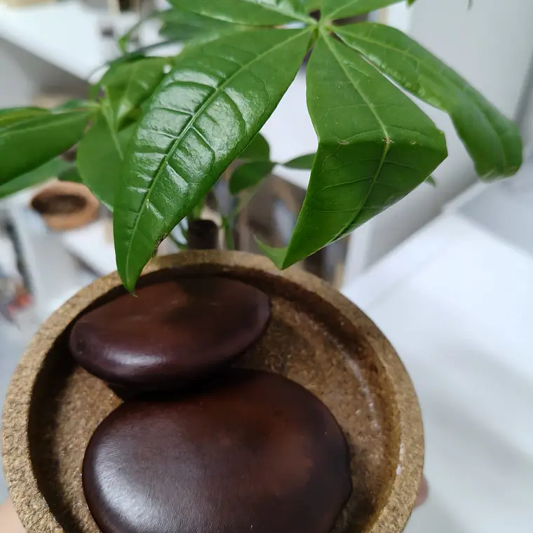 Fava Alibé 1