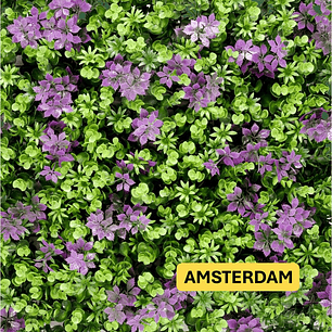 Follaje Amsterdam - precio por m2