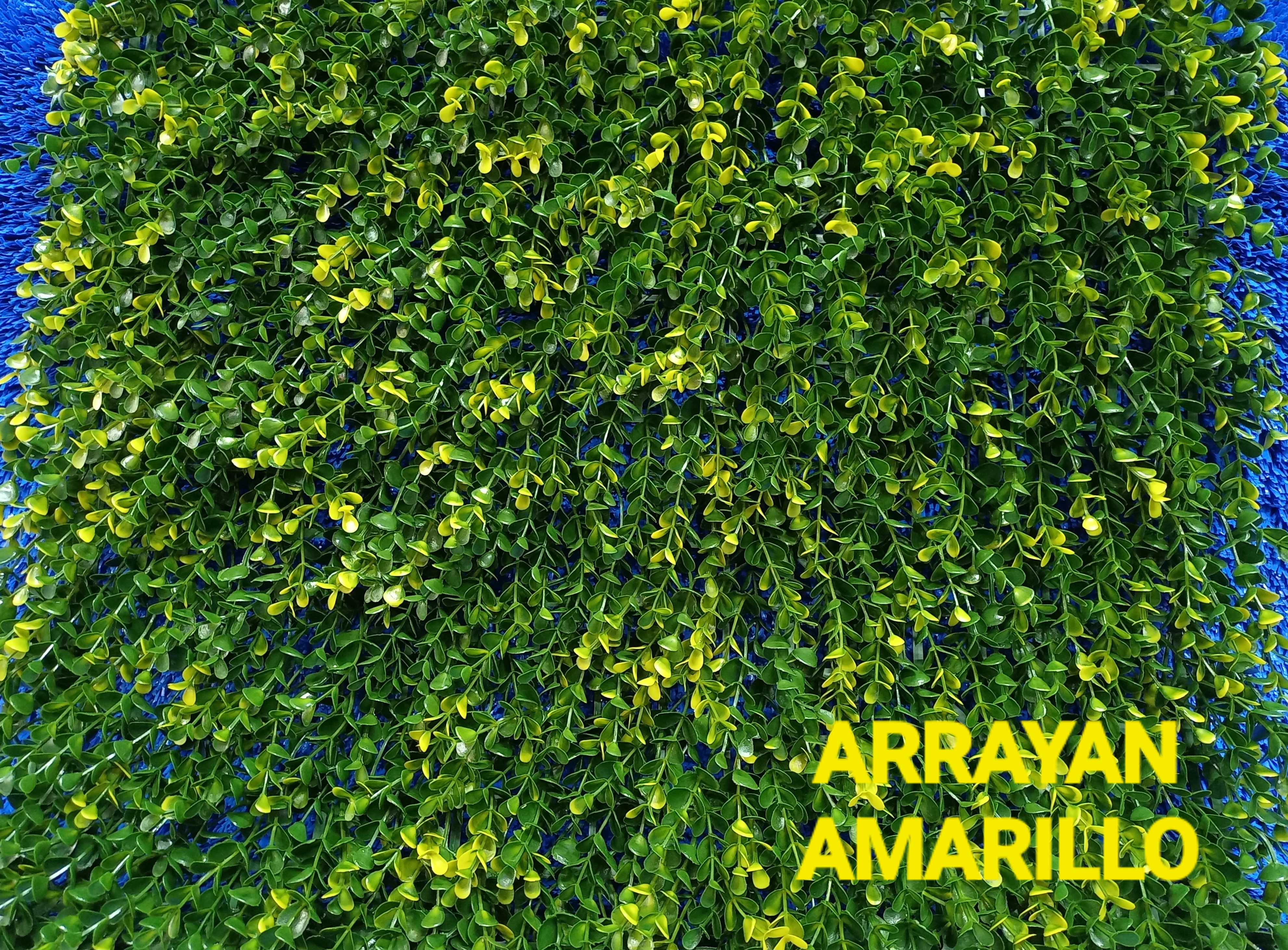 Follaje Arrayan Amarillo - precio por m2
