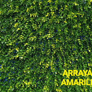 Follaje Arrayan Amarillo - precio por m2