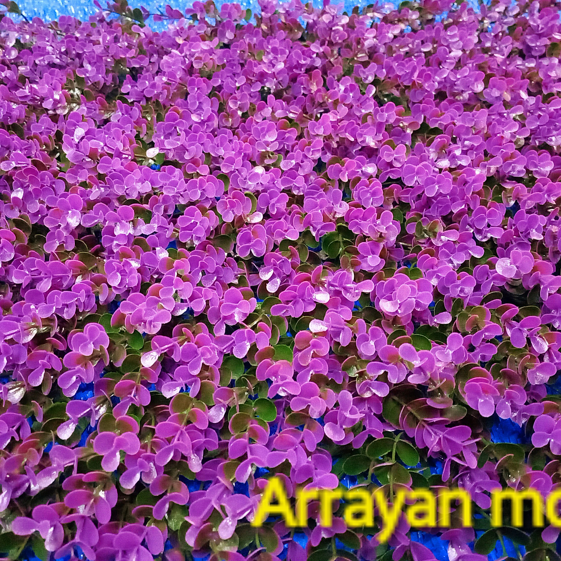 Follaje Arrayan Morado - precio por m2 1