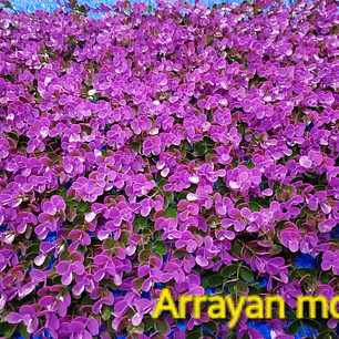 Follaje Arrayan Morado - precio por m2