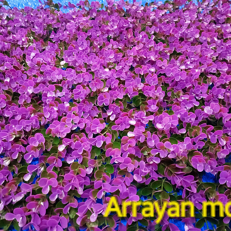 Follaje Arrayan Morado - precio por m2 1