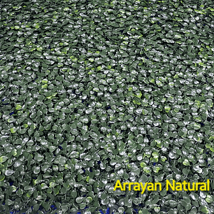 Follaje Arrayan Natural - precio por m2