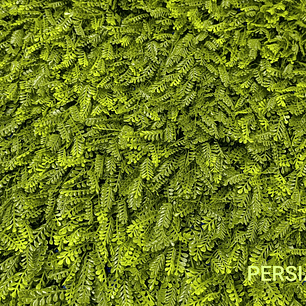 Follaje Persia - precio por m2