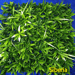 Follaje Siberia - precio por m2