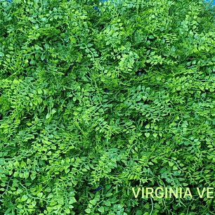 Follaje Virginia - precio por m2