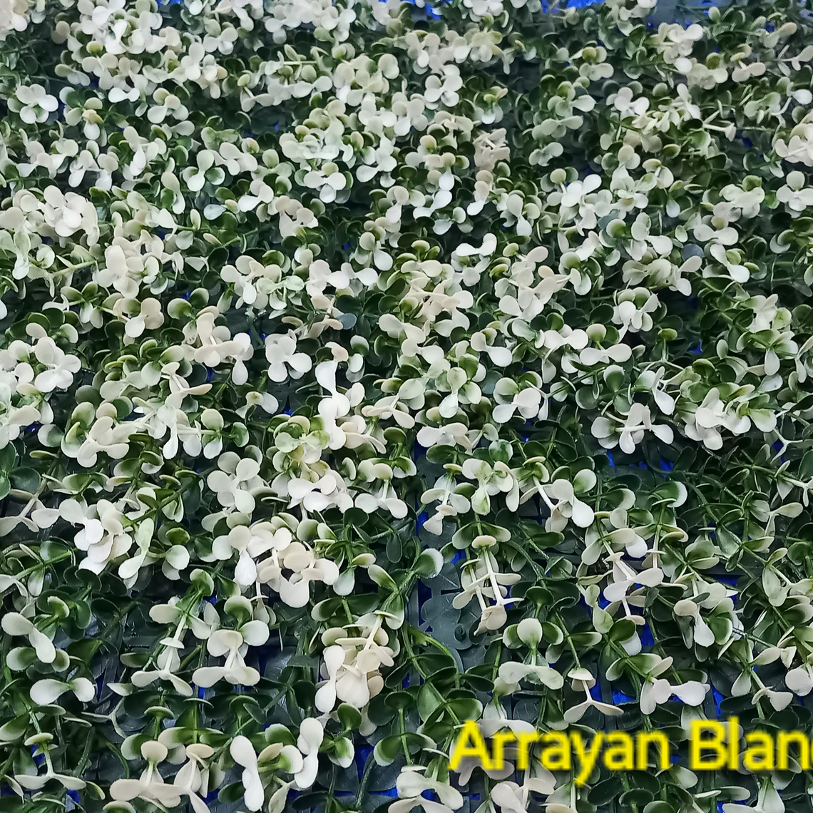 Follaje White boxus - precio por m2 1