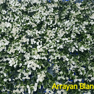 Follaje White boxus - precio por m2