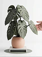 Posavasos Monstera - Miniatura 2