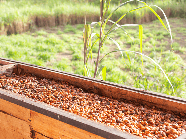 NUESTROS CULTIVOS EN RINCÓN DEL ALMA