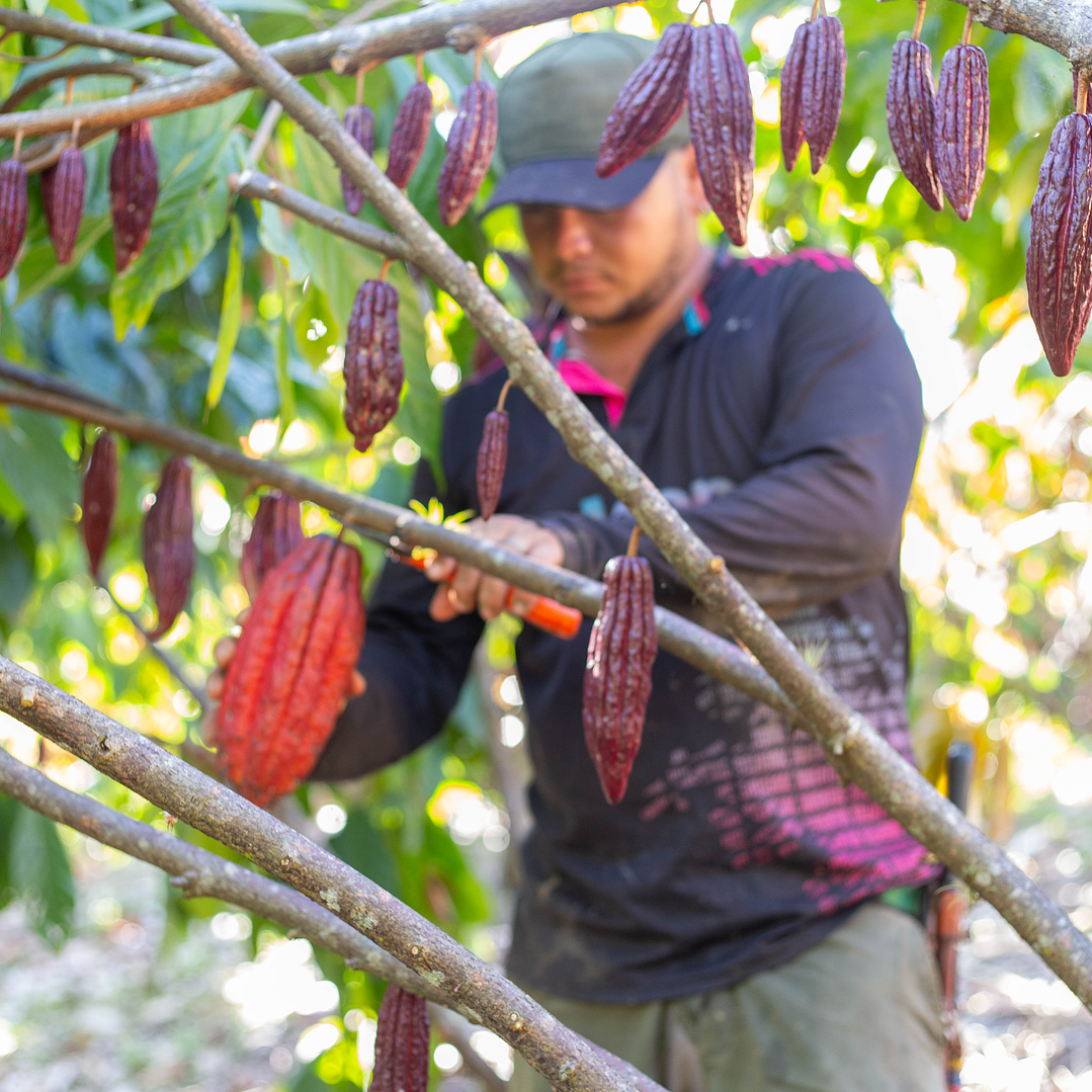 Cacao en Grano Seco 1 Kg 2