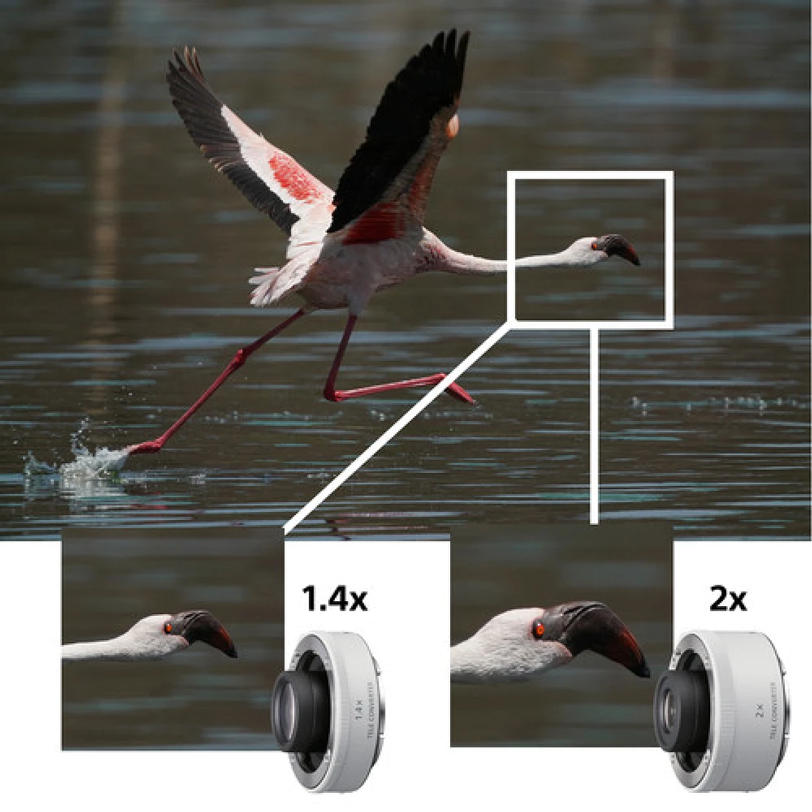 Sony Alpha FE 200-600mm F5.6-6.3 G OSS 3