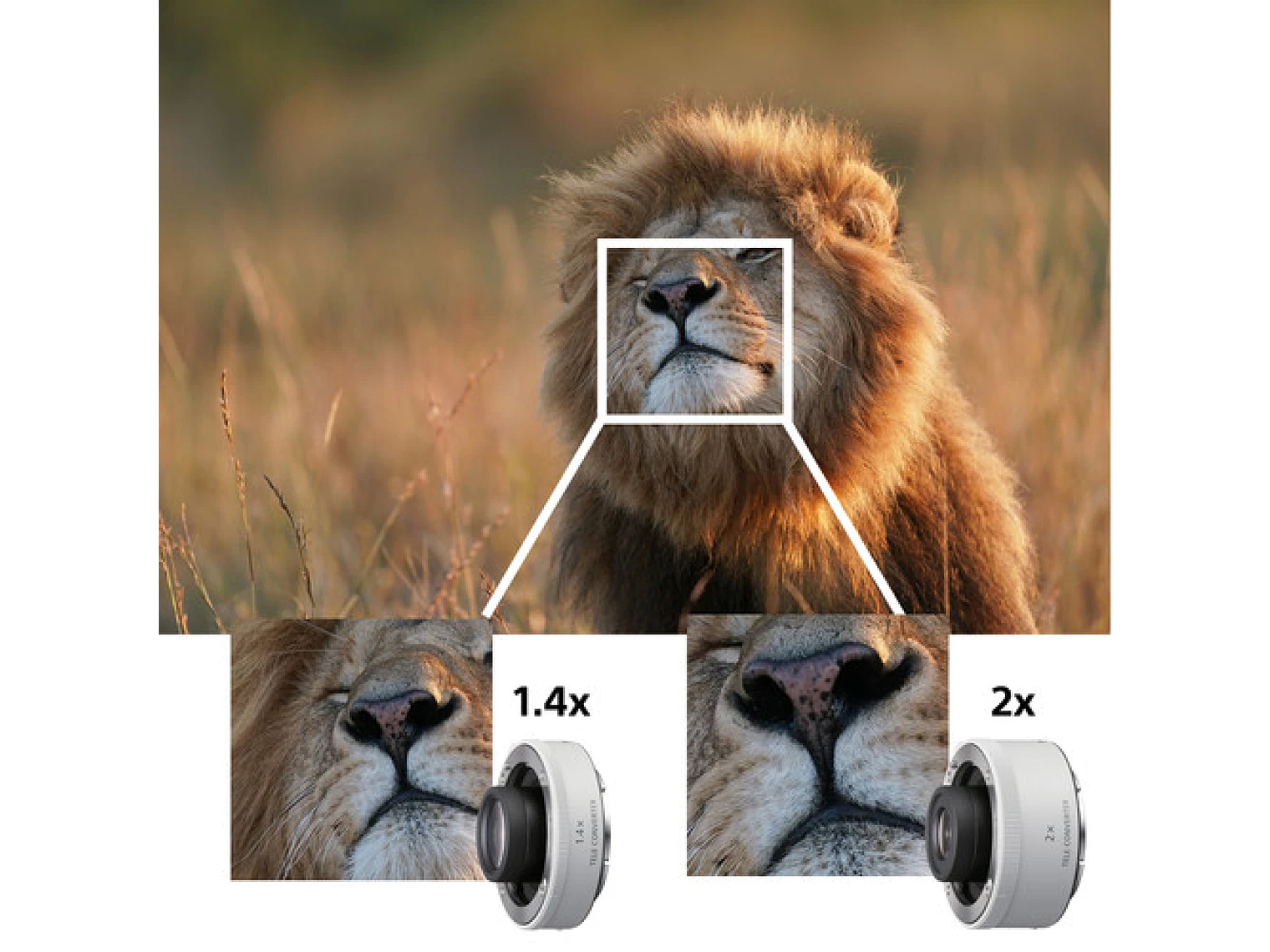 Lente Sony  FE 600mm F4 GM OSS 8