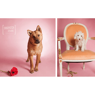 Fondo de papel BD 1,35 x 11 mts Pastel Pink 