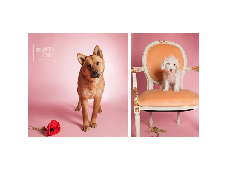 Fondo de papel BD 1,35 x 11 mts Pastel Pink  2