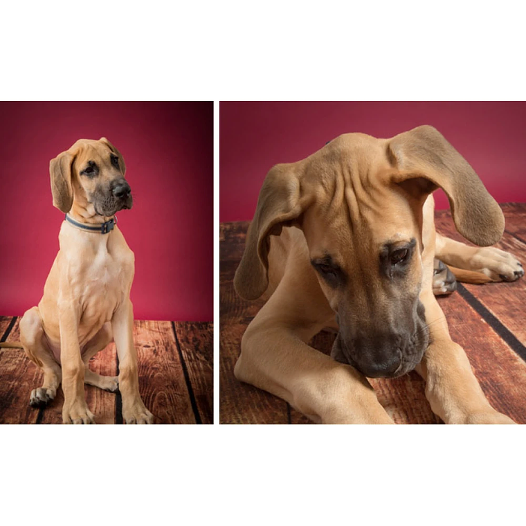 Fondo de papel BD 1,35 x 11 mts Red 3