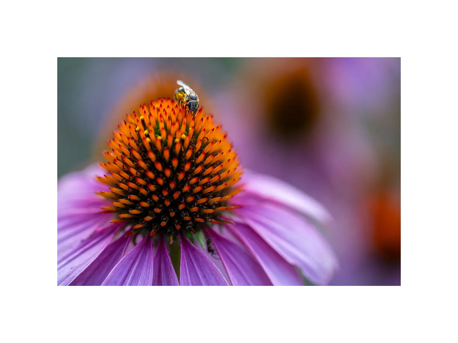 90mm F/2.8 Di III Macro VXD SONY 9