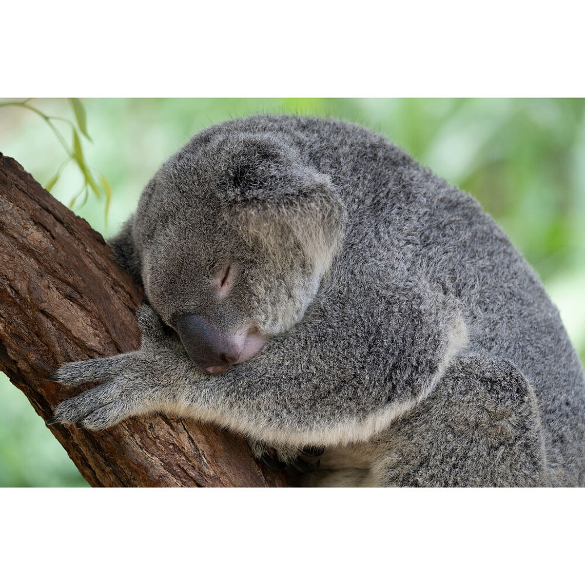 Tamron 50-400mm f/4.5-6.3 Di III VC VXD NIKON Z 6