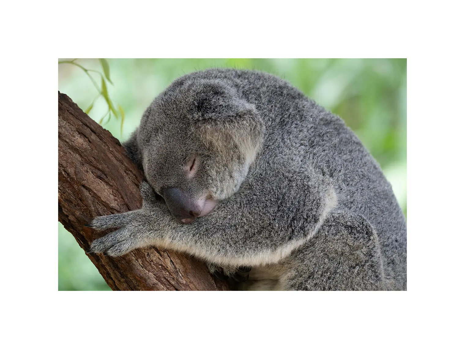 Tamron 50-400mm f/4.5-6.3 Di III VC VXD NIKON Z 6