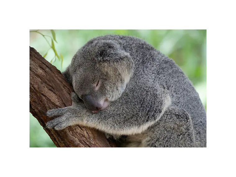 Tamron 50-400mm f/4.5-6.3 Di III VC VXD NIKON Z 6