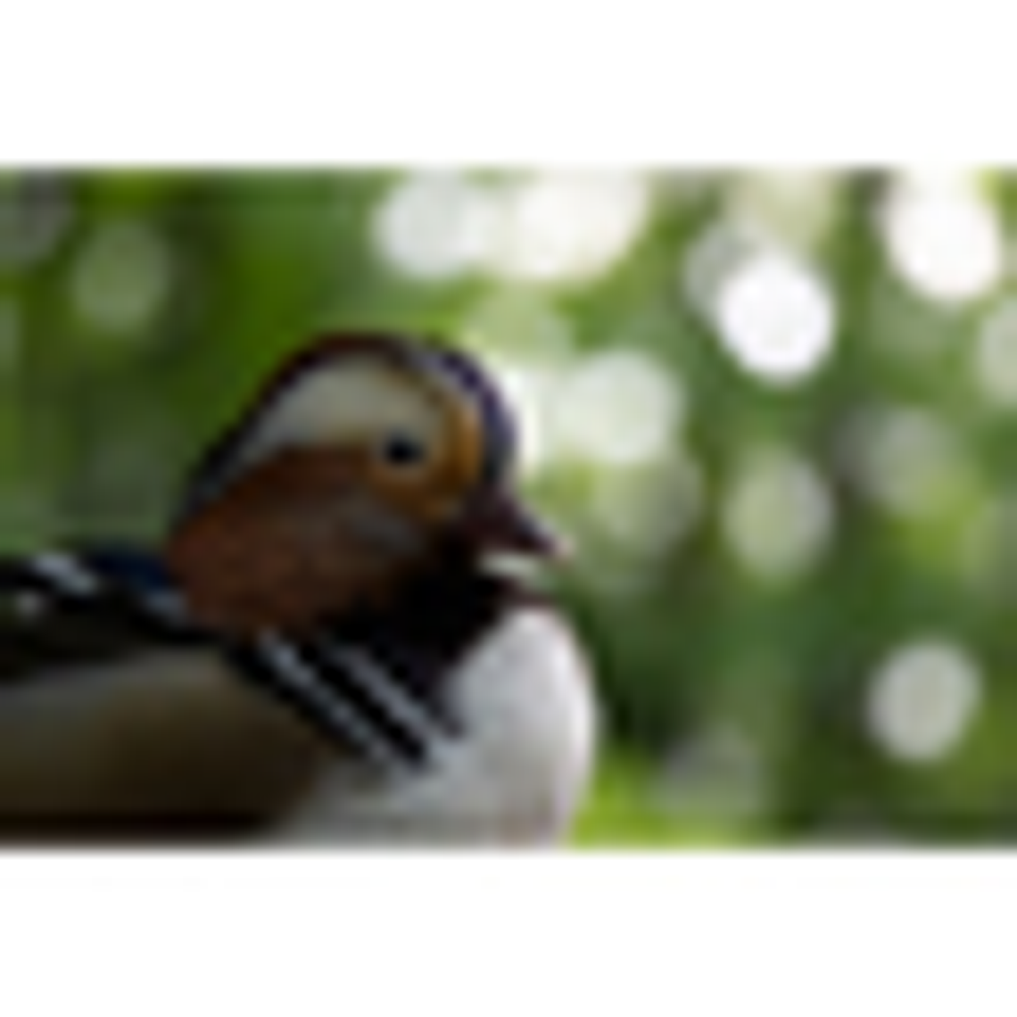 Tamron 50-400mm f/4.5-6.3 Di III VC VXD NIKON Z 7