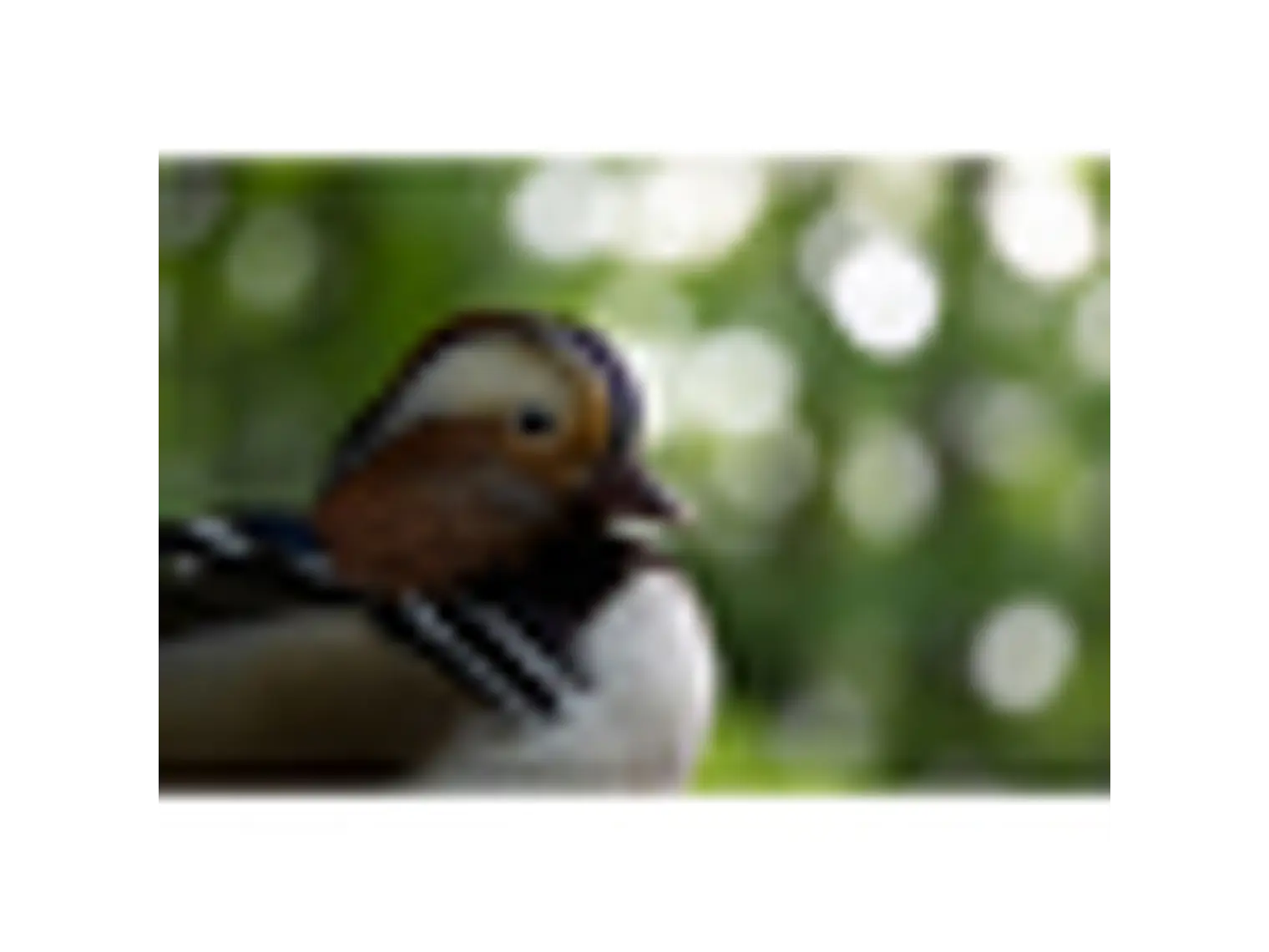 Tamron 50-400mm f/4.5-6.3 Di III VC VXD NIKON Z 7