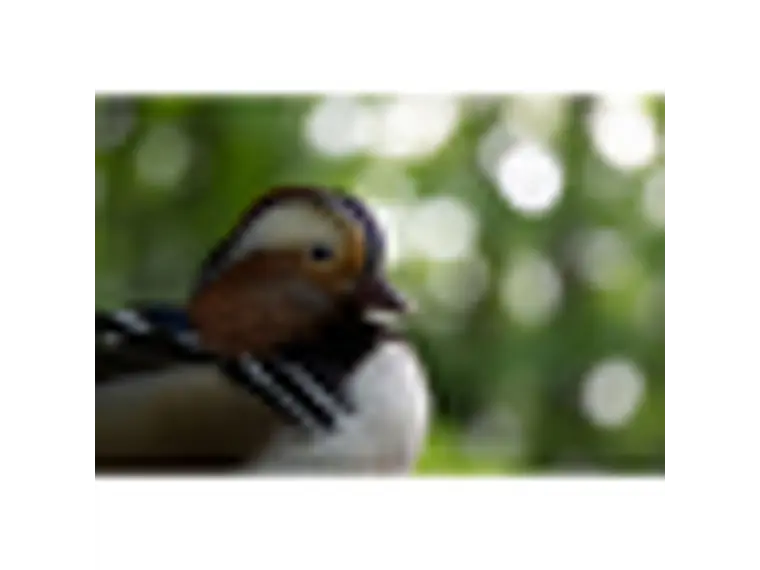 Tamron 50-400mm f/4.5-6.3 Di III VC VXD NIKON Z 7