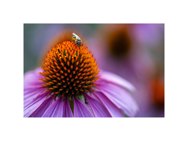 Tamron 90mm f/2.8 Di III VXD Macro NIKON Z 9