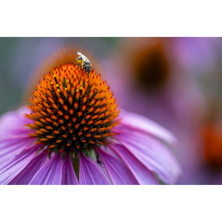 Tamron 90mm f/2.8 Di III VXD Macro NIKON Z 9