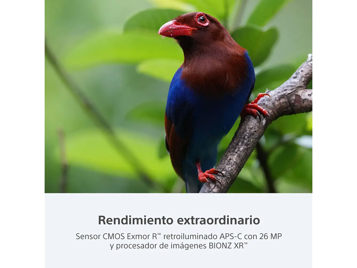 Sony A6700 solo cuerpo 7