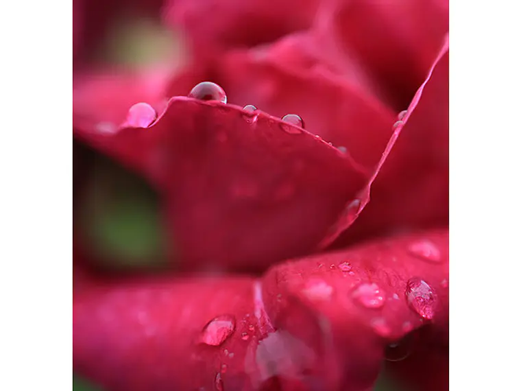  Canon RF 24mm f/1.8 Macro IS STM 8