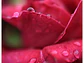  Canon RF 24mm f/1.8 Macro IS STM - Miniatura 8