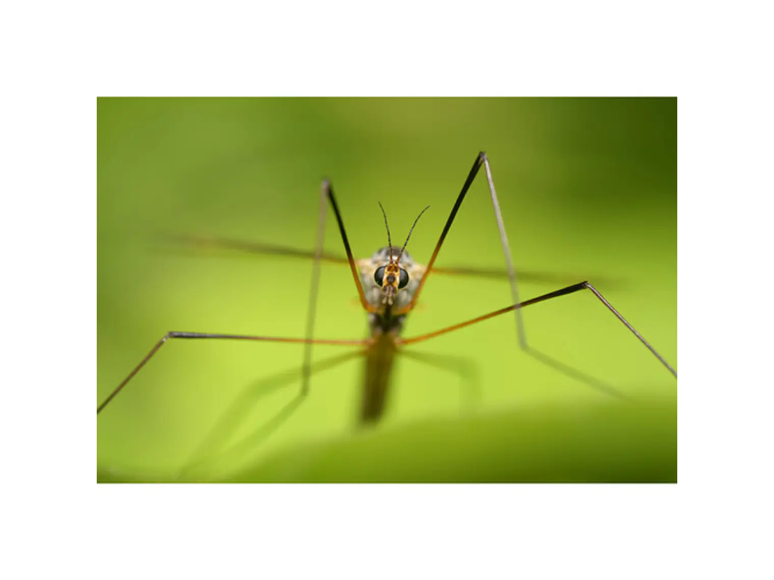 Lente Sony FE 100 mm F2.8 Macro GM OSS 10
