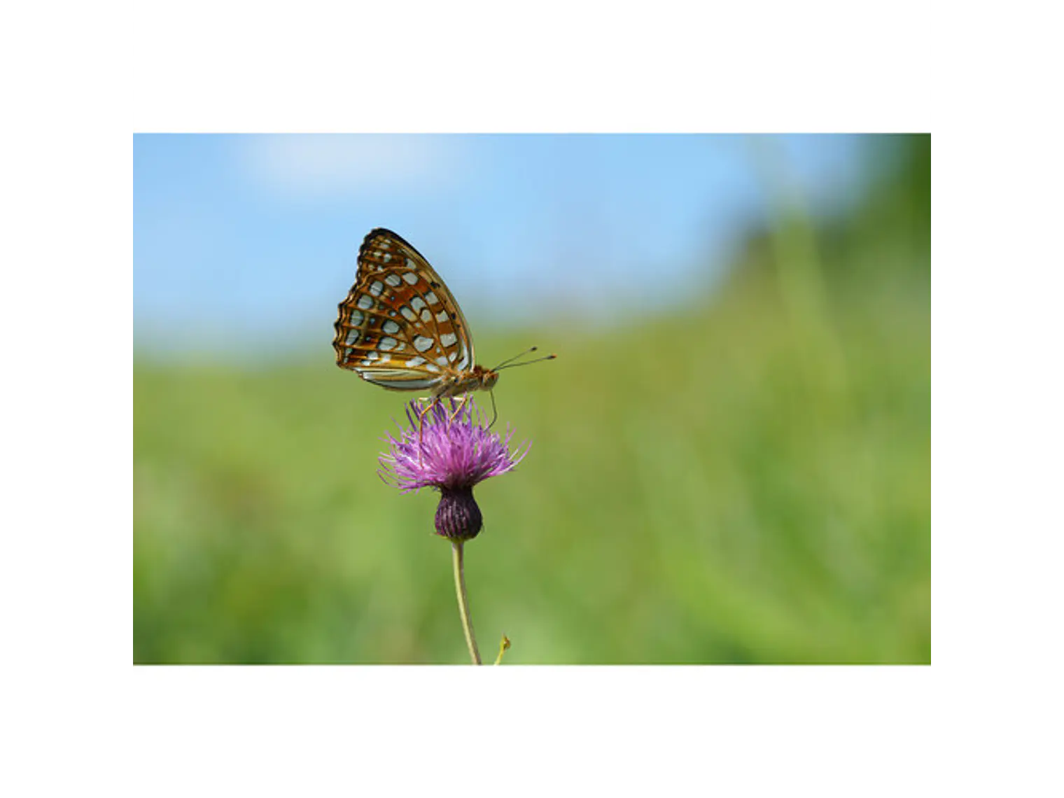 Lente Sony FE 100 mm F2.8 Macro GM OSS 12