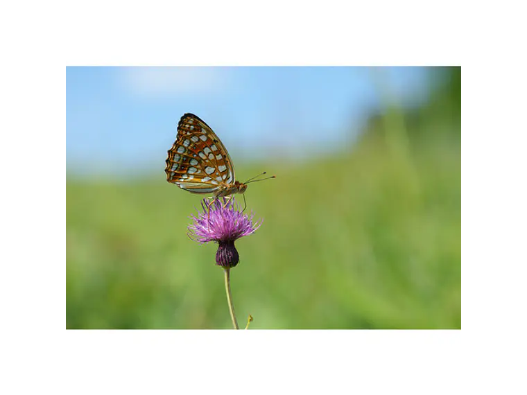 Lente Sony FE 100 mm F2.8 Macro GM OSS 12
