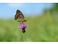 Lente Sony FE 100 mm F2.8 Macro GM OSS - Miniatura 12