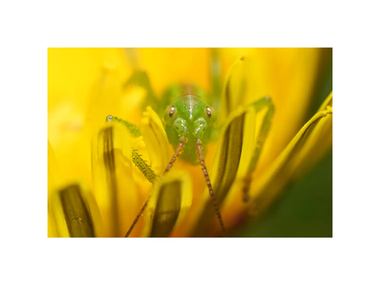 Lente Sony FE 100 mm F2.8 Macro GM OSS 11