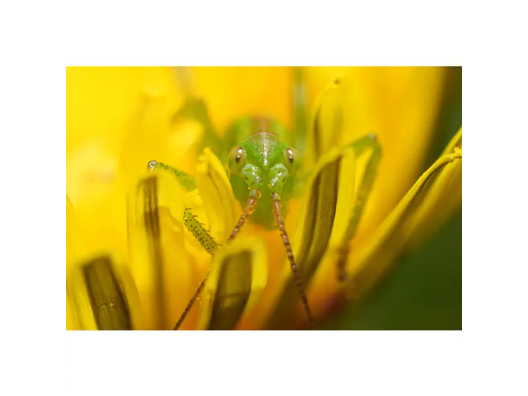 Lente Sony FE 100 mm F2.8 Macro GM OSS 11
