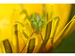 Lente Sony FE 100 mm F2.8 Macro GM OSS - Miniatura 11