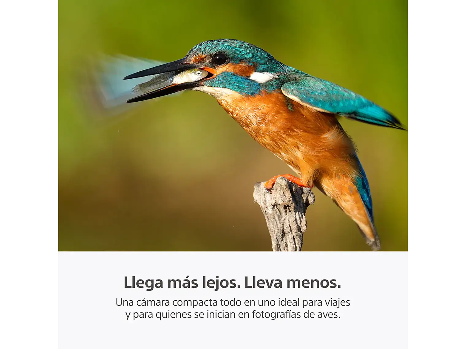 RX10 V: zoom de 24-600 mm (PREVENTA) 6
