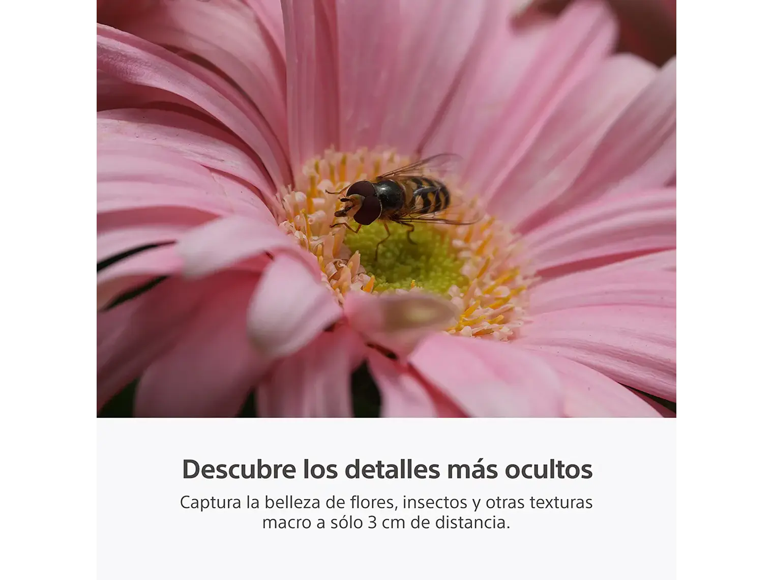 RX10 V: zoom de 24-600 mm (PREVENTA) 7