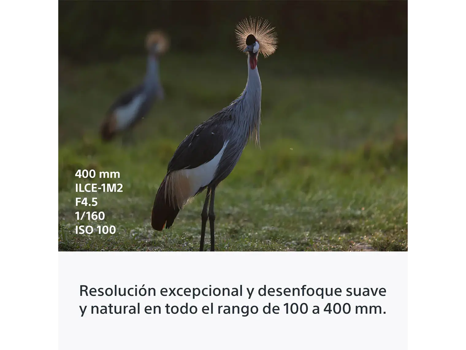 FE 100-400 mm F4.5 GM OSS 5