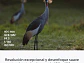 FE 100-400 mm F4.5 GM OSS - Miniatura 5