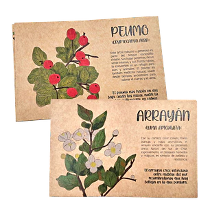 Postales Flora Chilena