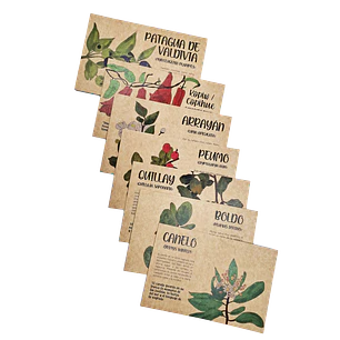 Postales Flora Chilena