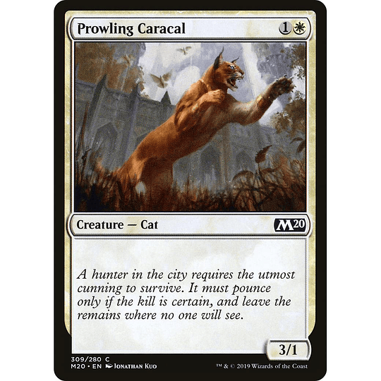 Prowling Caracal #309