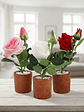 Rosa Artificial Decorativa con Macetero 29cm Varios Colores - Miniatura 6