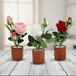 Rosa Artificial Decorativa con Macetero 29cm Varios Colores - Miniatura 1