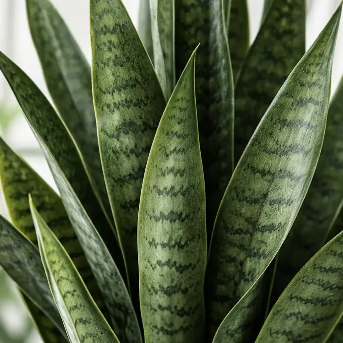 Planta Artificial Lengua De Suegra 90cm Con Macetero Negro 7